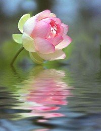 Flores de Bach