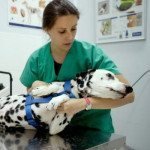 veterinario-online veterinario-online